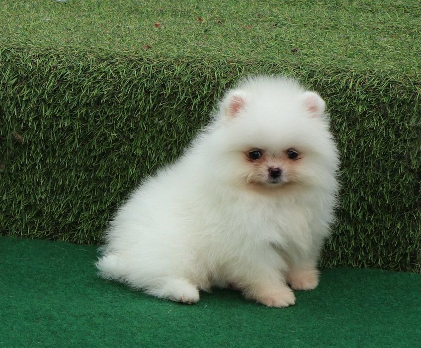 Pomeranian alb mini toy cu pedigree
