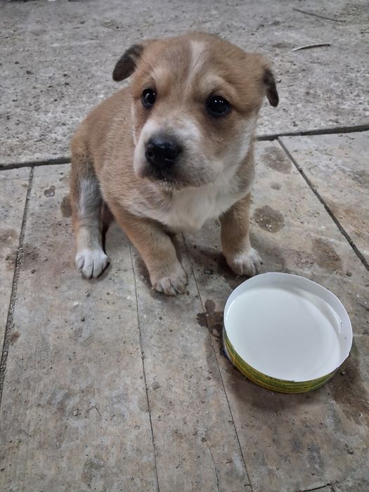 Щенки в добрые руки