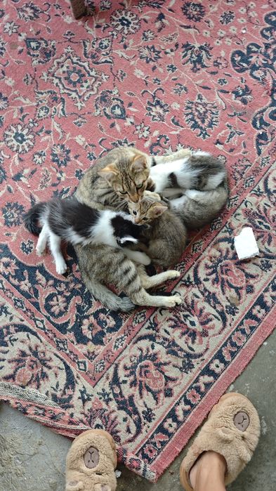 Pisoi mici spre adopție