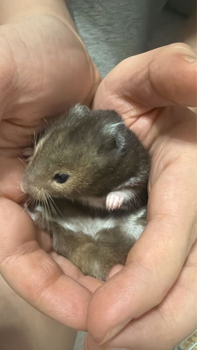 Хомячок с домиком и кормам сирийский