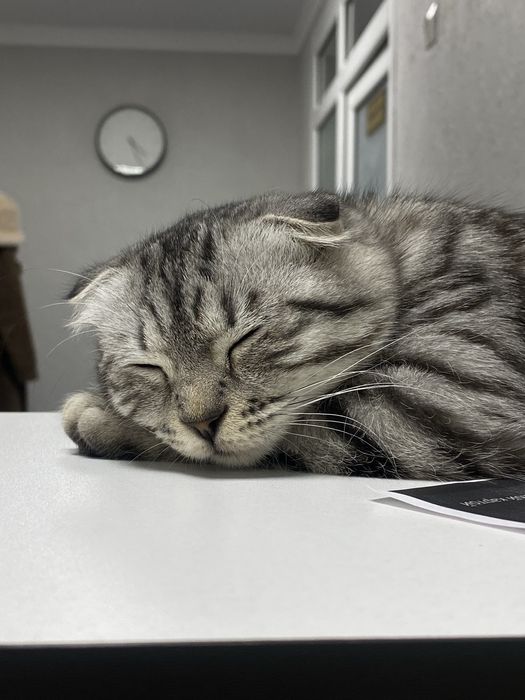 Скоттиш-фолд кошка, приучена к дому