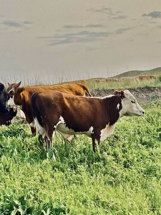 Бычки проодаажее