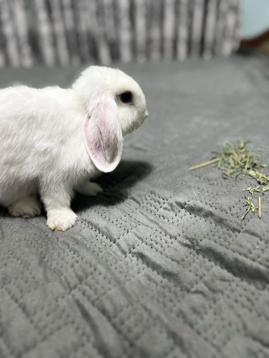 Декоративный ручной кролик