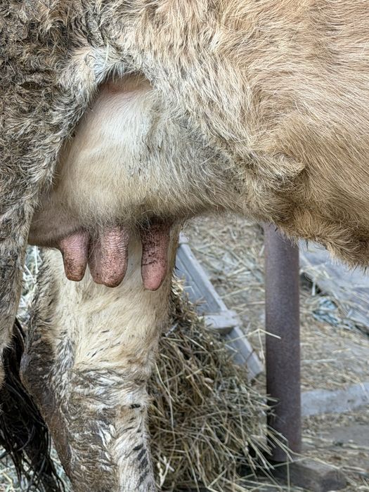 Продам дойную корову