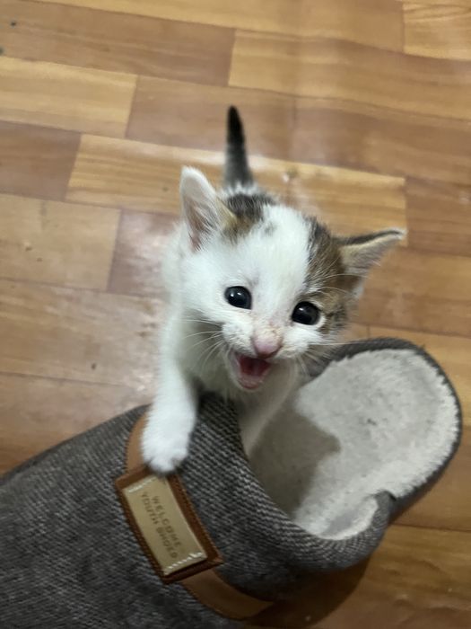 Котенок маленький смешной и добрый
