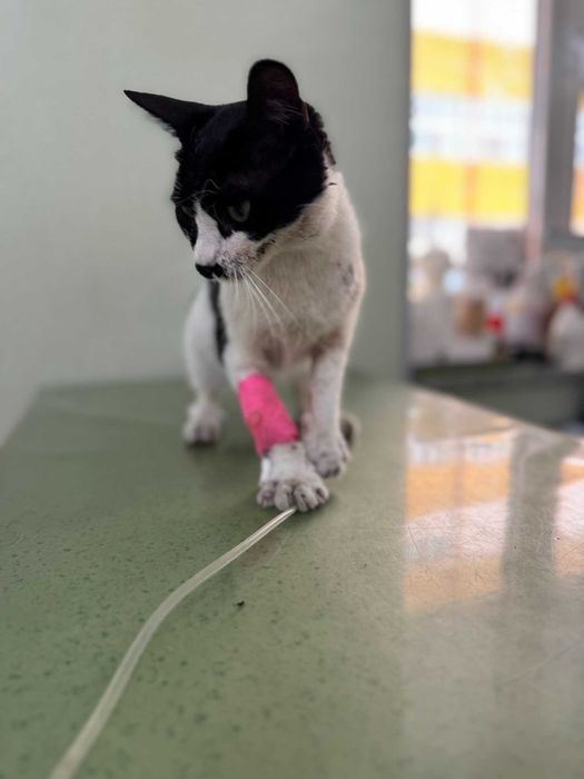 Лъки – търси дом