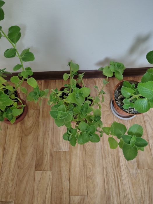 Плектрантус (комнатная мята)