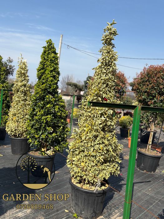 Ofer servici complete  de amenajari gradai si spatii verzi