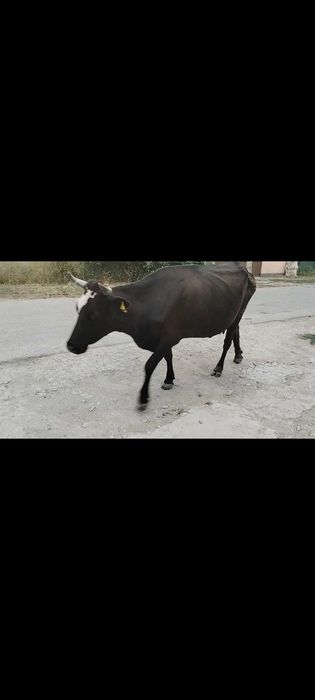 Продаю коров дойных
