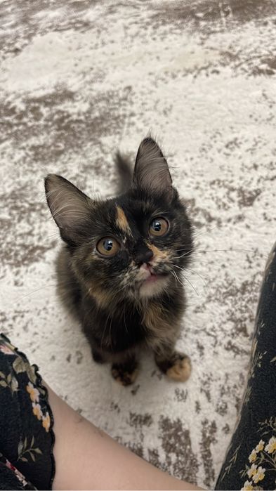 Котенок в добрые руки