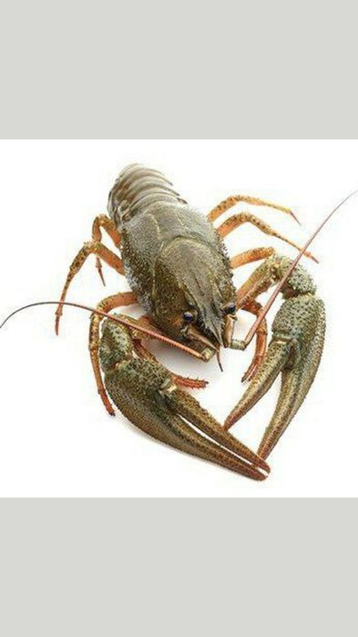 Раки. .живые..тирик.