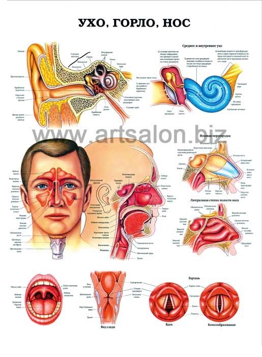 Медицинские плакаты на заказ, большой выбор
