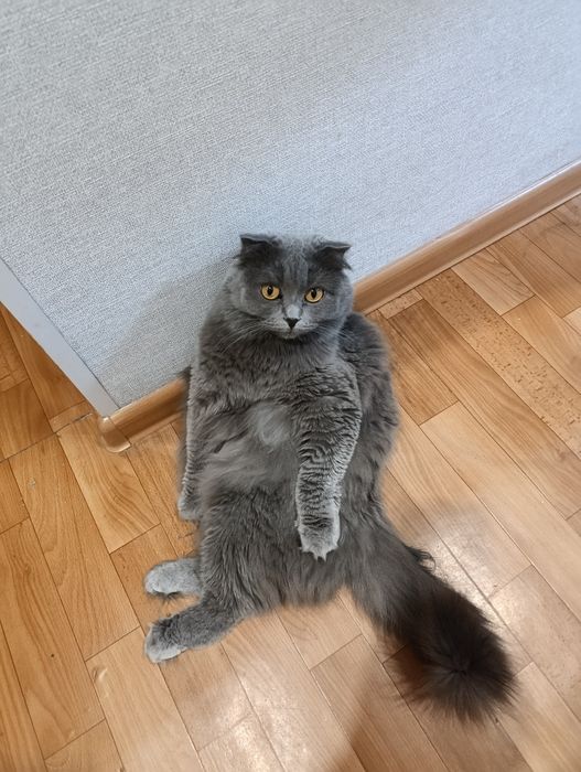 Отдам в хорошие руки кошечку