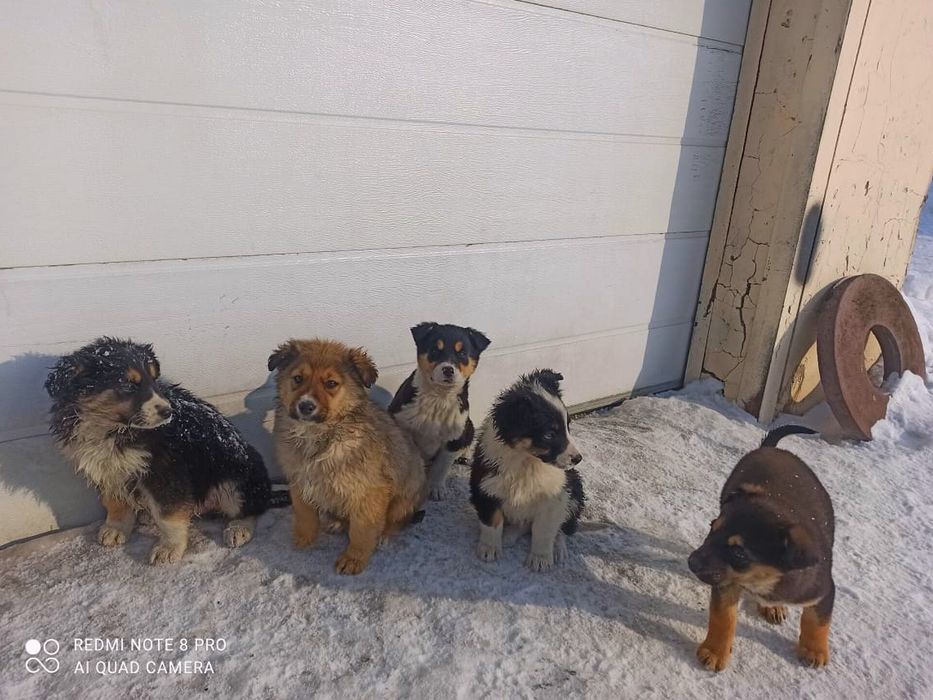 Щенята собака в добрые руки