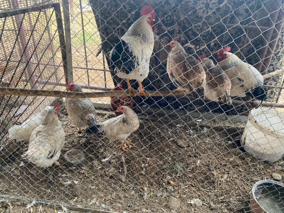 Тауықтар сатылады