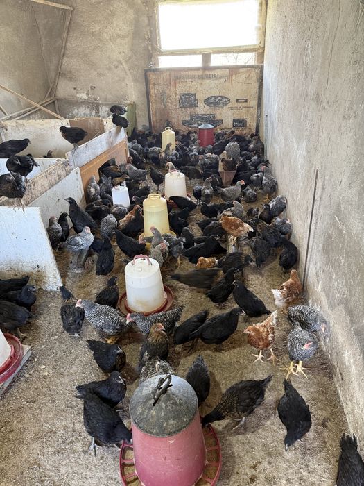 Ярки и петли супер харко