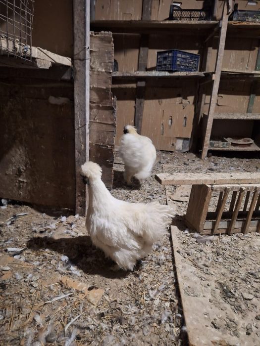 Курицы петух на продажу