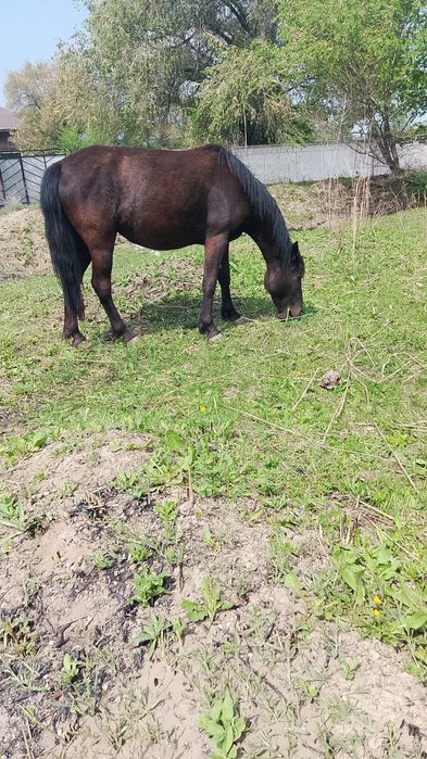 Буаз бие  1 айда  кулындайды