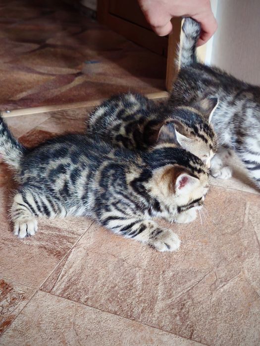 Бронь бенгальских котят
