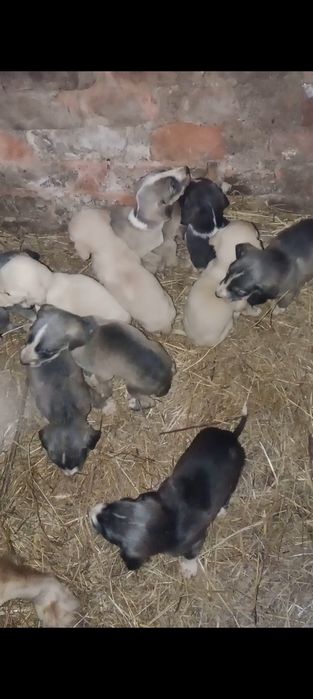 Щенки тазы продам