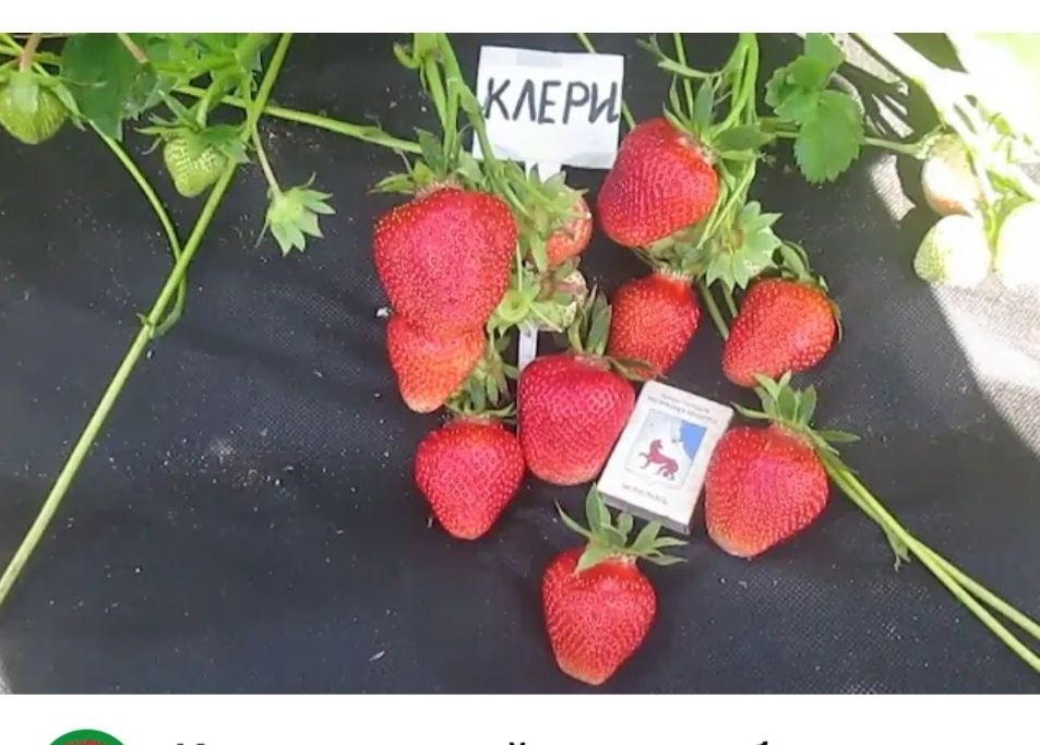 Продам рассады клубники КЛЕРИ.
