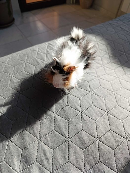 Подарявам Морско свинче