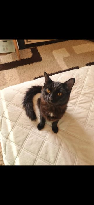 Котёнок домашний 5 месяцев