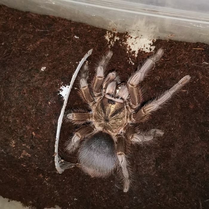 Паук птицеед Pformictopus auratus малыш