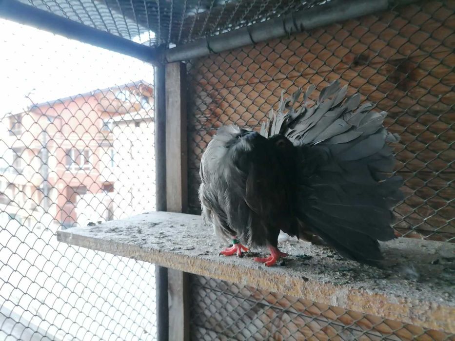 продавам гълъби фенерлии