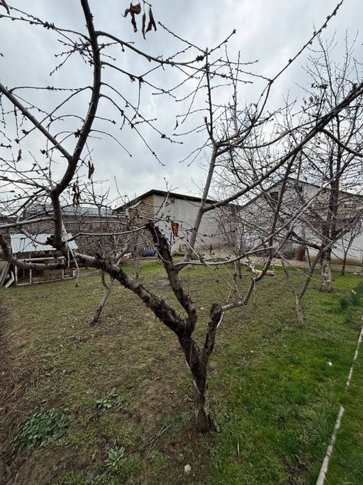 Продам землю Чингелди Парк новый узбекистан чингелли Аранча махаля