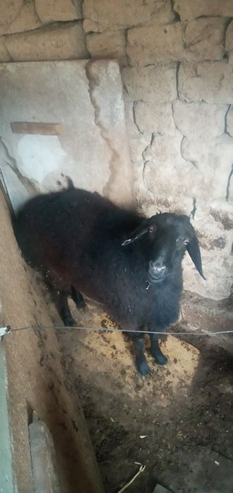 Qo'chqor qo'ylar sotiladi