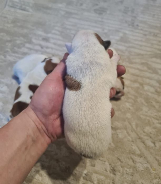 Джек рассел терьер