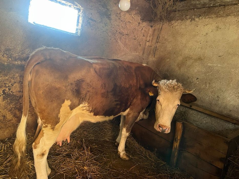Vaca de vânzare de lapte