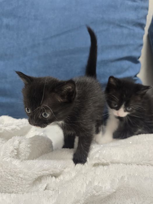 Отдам в добрые руки котят