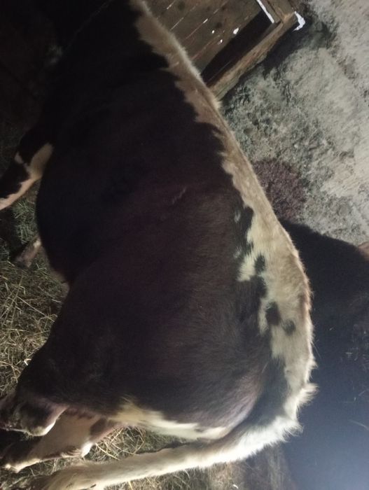 Jurincă de vînzare