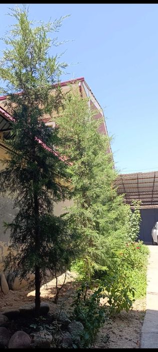 келес хокимиятини оркасида кировда уй сотилади  3 соту 6 хона