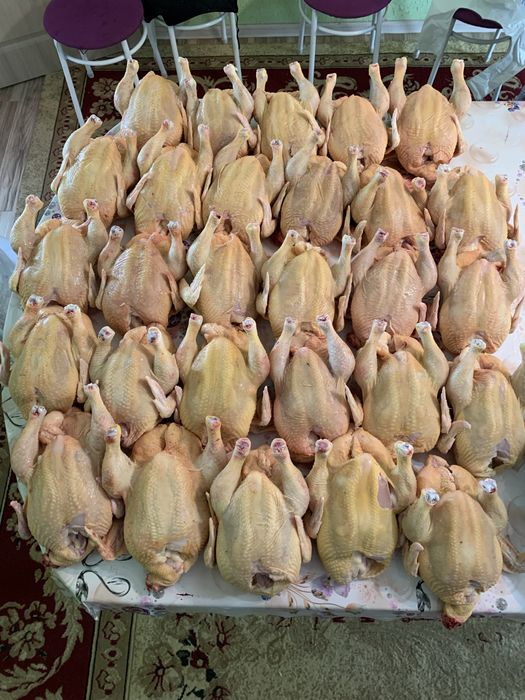 Тауқ еті, Куринны мясо