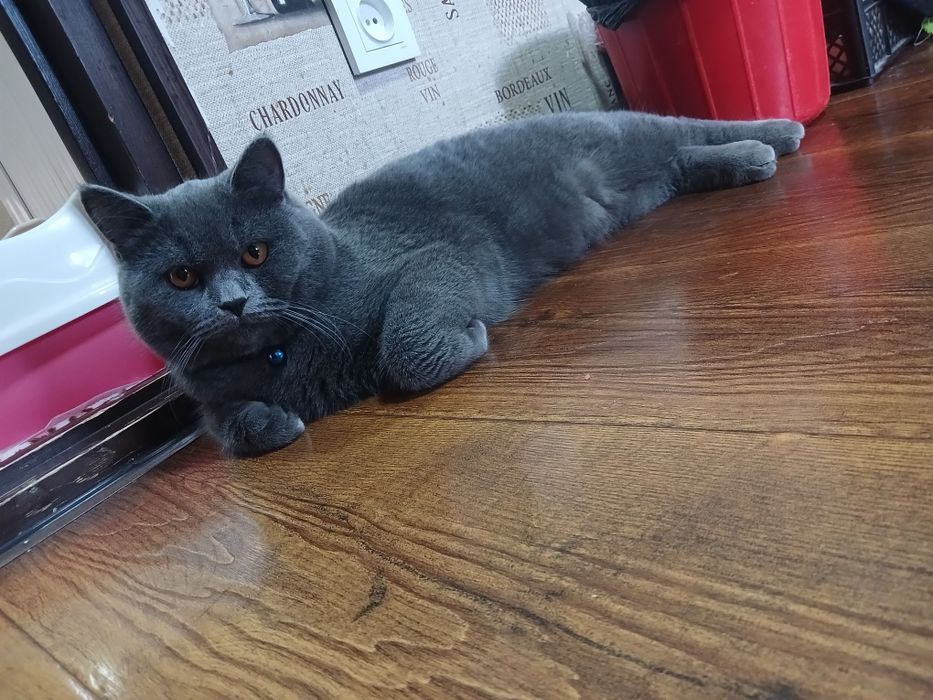 Men xotinim uchun mushuk yalaganman.