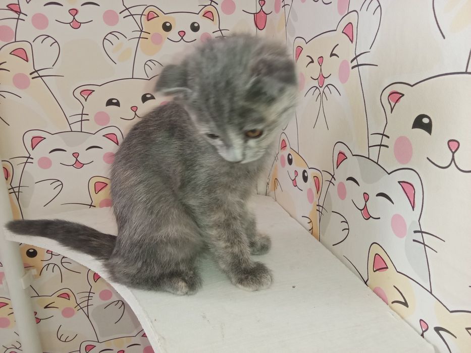 Вислоухтй котенок