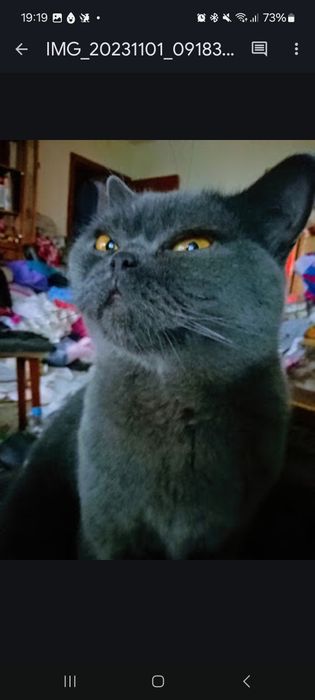 Британская кошка