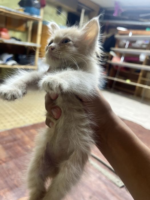 Котенок в добрые руки