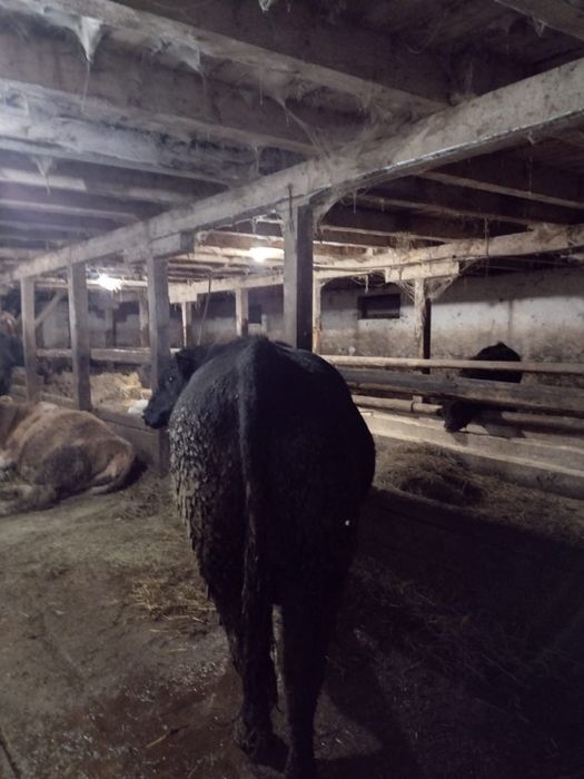 Taur angus cu pedigree