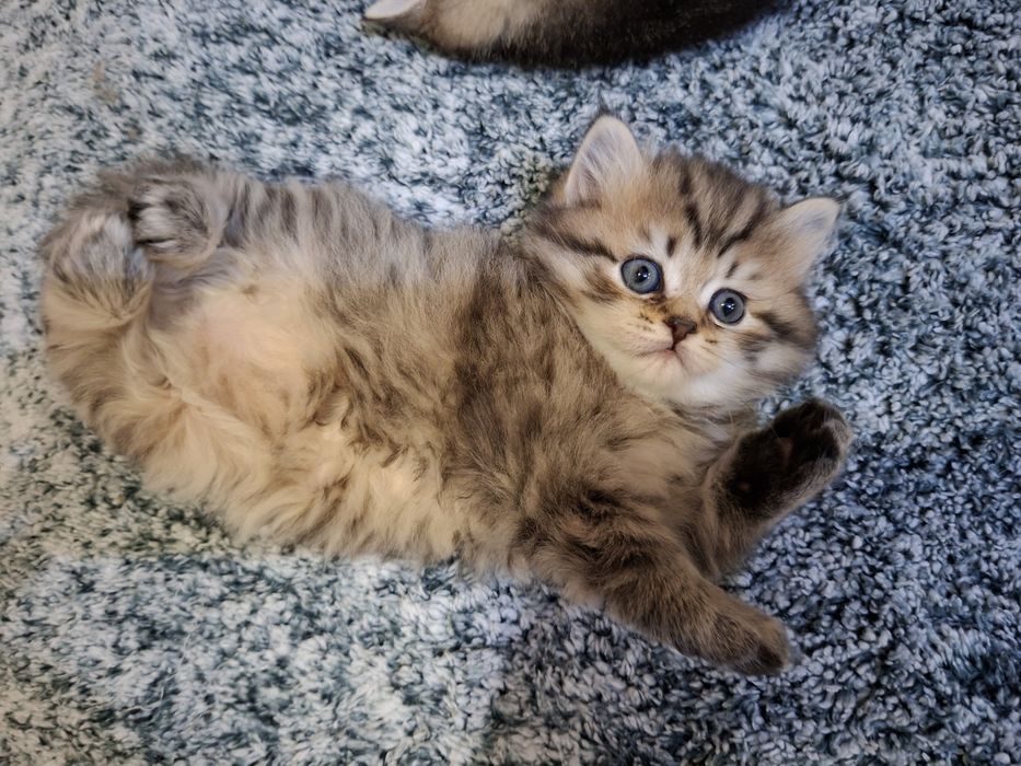 Britan sotli mushuk oʻgil bola sotiladi