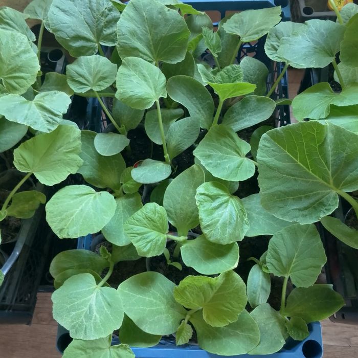 Рассада дачная, крепкая