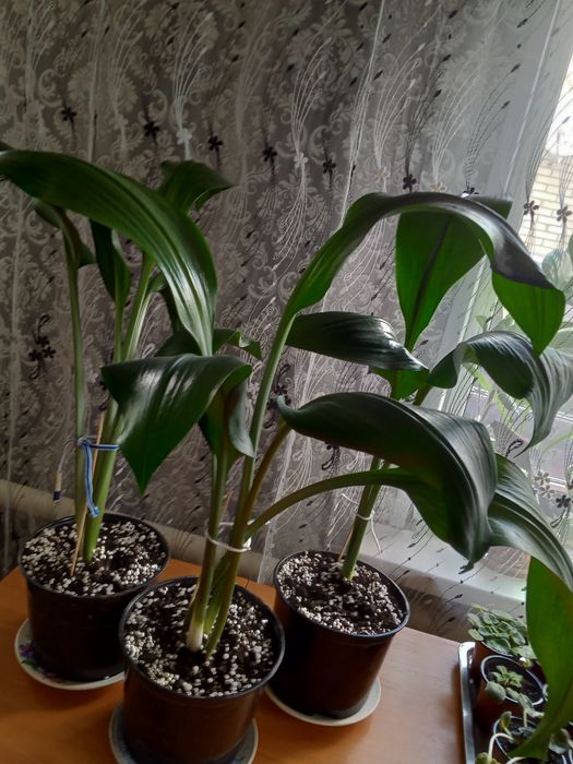 Эухарис комнатный белый