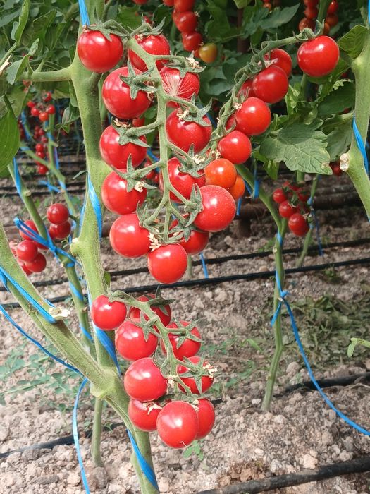 Cherry pomidor milano so‘rti