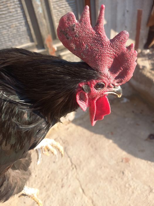 Хуроз товук сотилади.