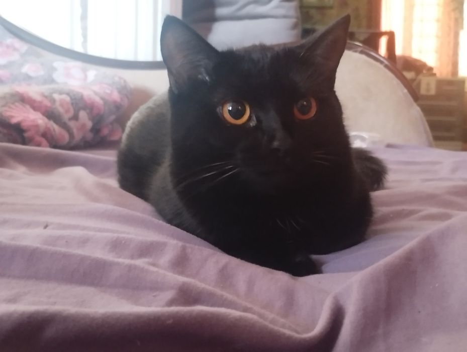 Отдам котенка девочка