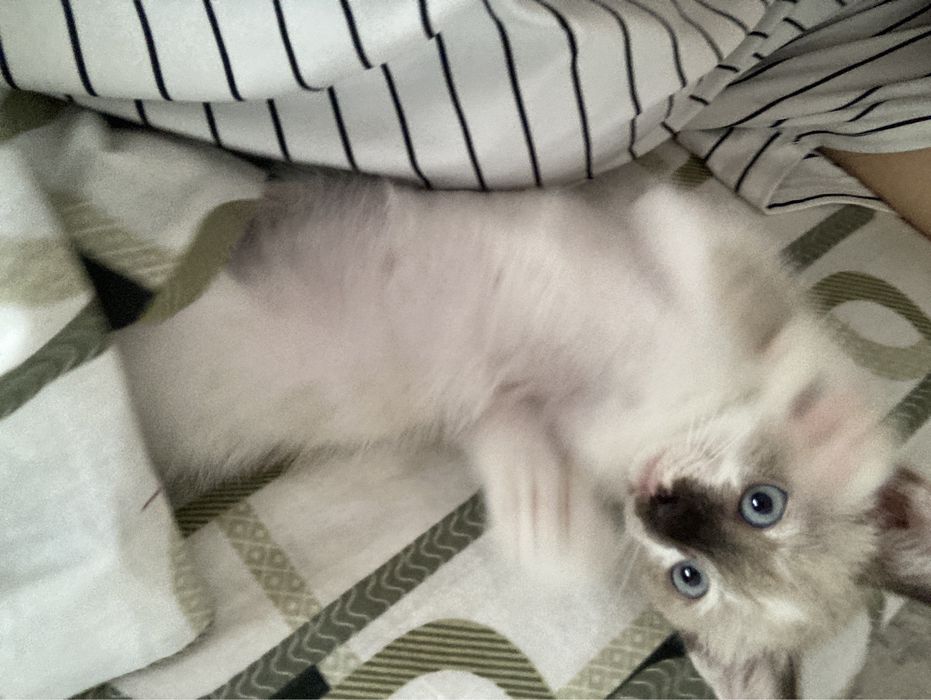 котёнка, 2 мес, девочка