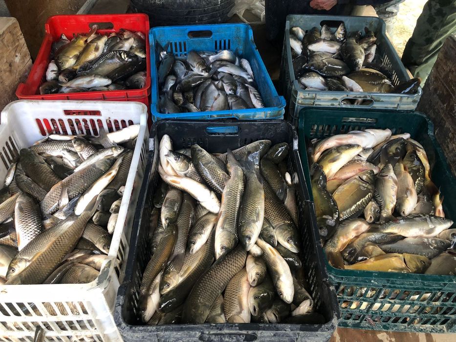 Vând puiet de Crap, Ten și Fitofag